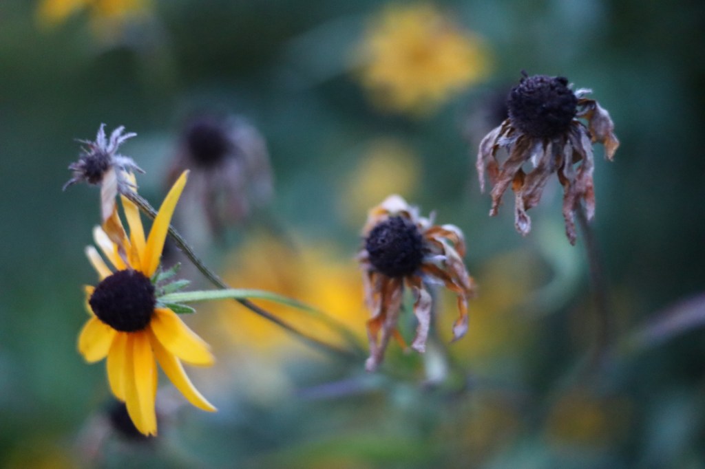 !QUIT BUGGING ME&nbsp;ALREADY?