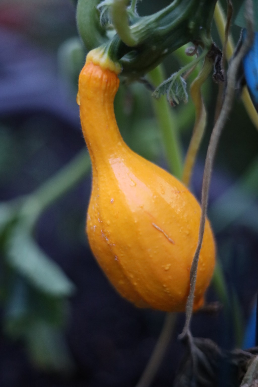 ENJOY LIFE IN FALL&nbsp;(Massachusetts)