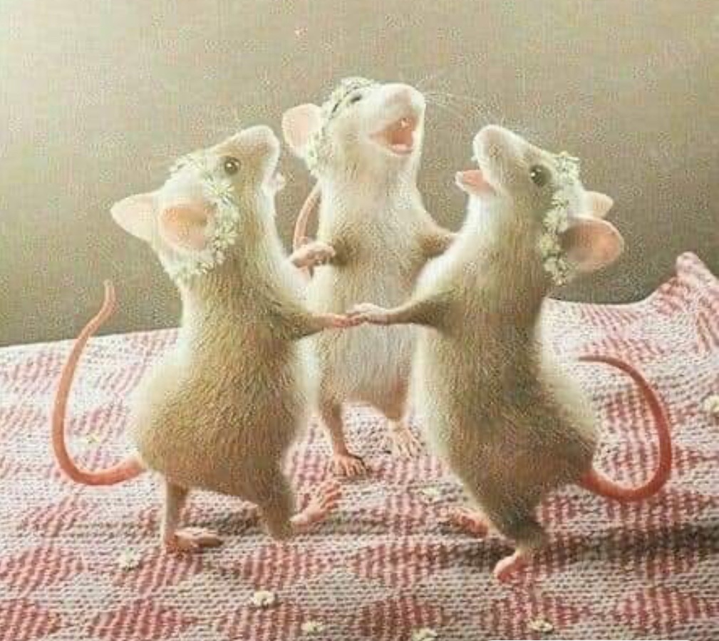 OFFICIAL BoB PARTY&nbsp;LIST